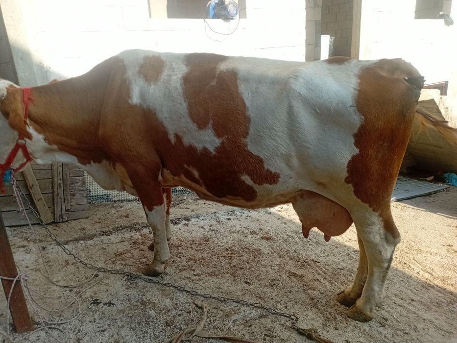 Vand vaca baltata Romaneasca
