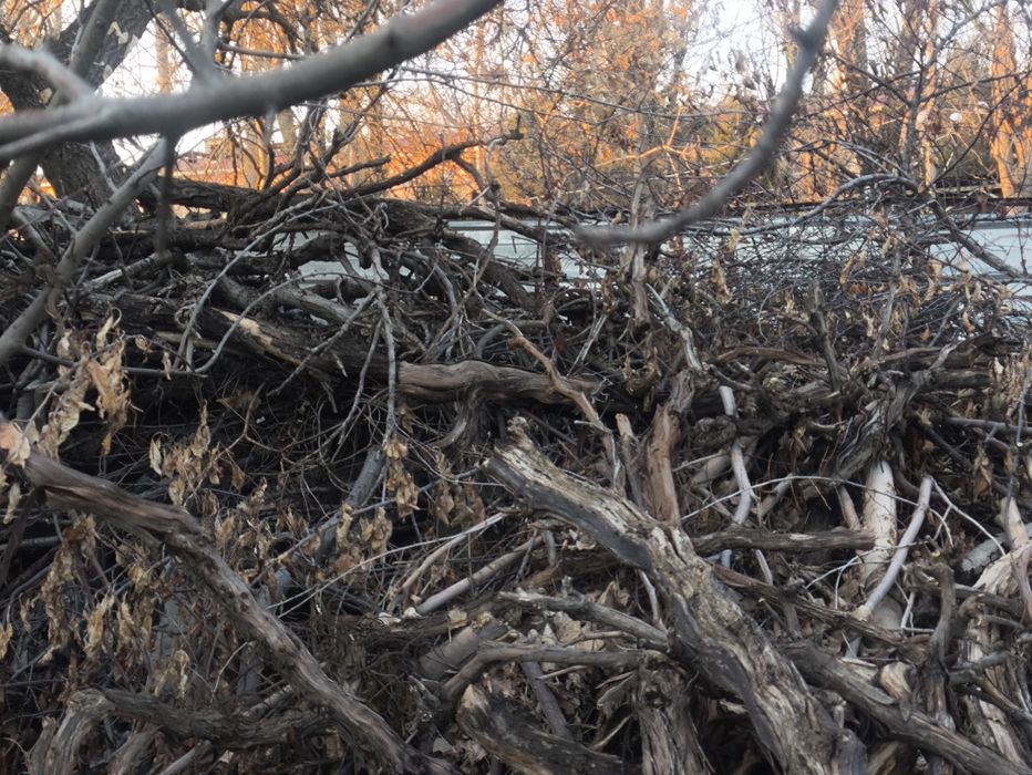 Отдам даром дрова самовывоз