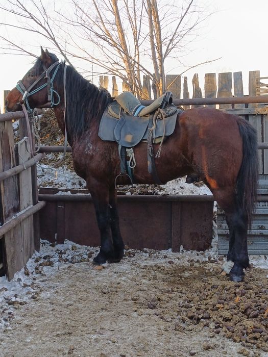 Айғыр сатылады Жеребец