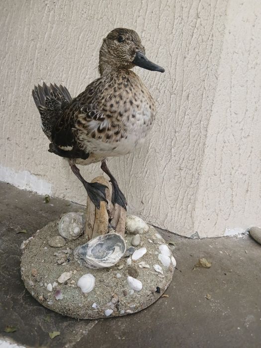 Препарирани птици за интериор