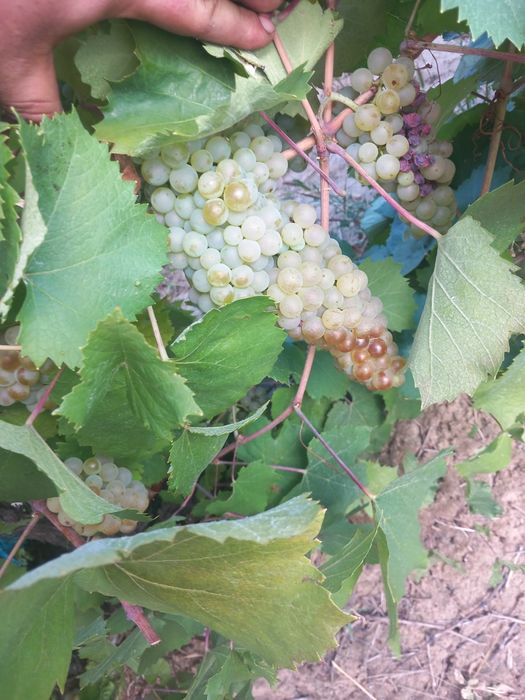 Vând struguri  de vin
