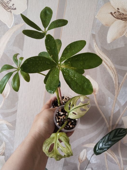 Продам комнатные цветы