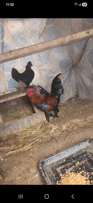 Дача кайнар булак