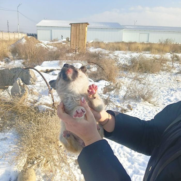 Отдам щенков в добрые руки