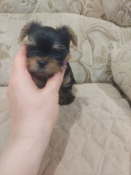 Щенки Мини Йорка