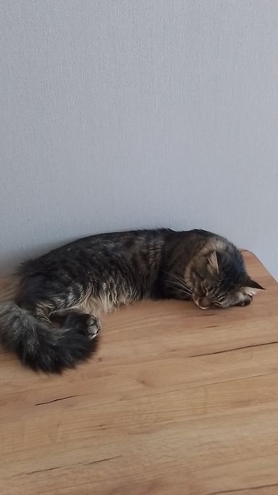 Отдадим кота в добрые руки