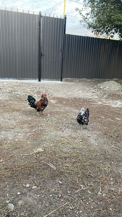 Продам  парочек карликовый кур