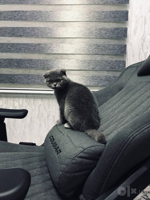 Продаётся Котёнок