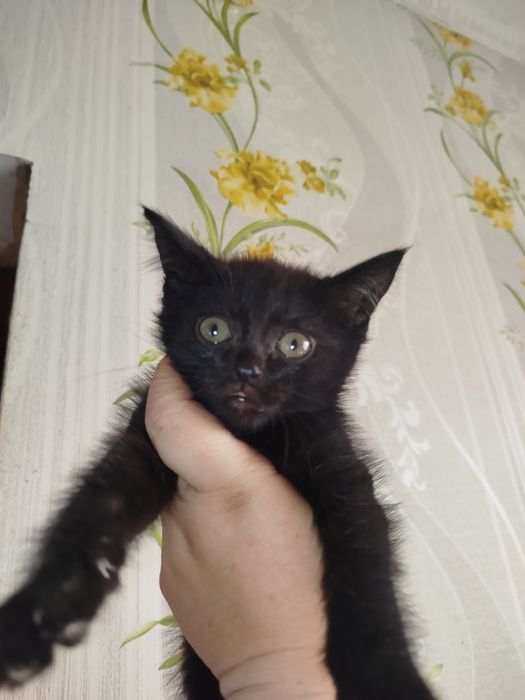 Отдам котят даром