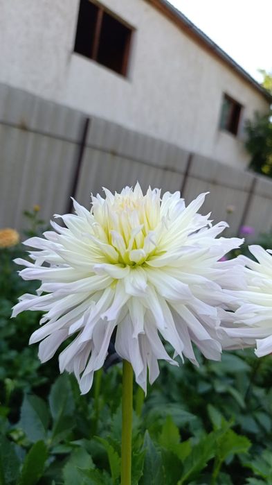 Продаём георгины