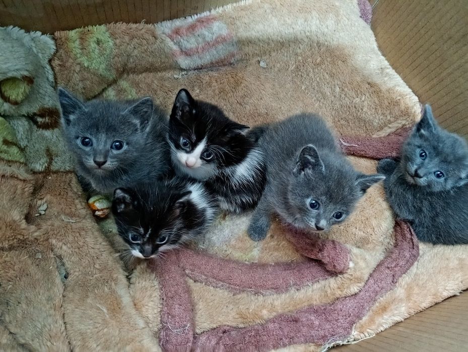 Отдам в добрые руки