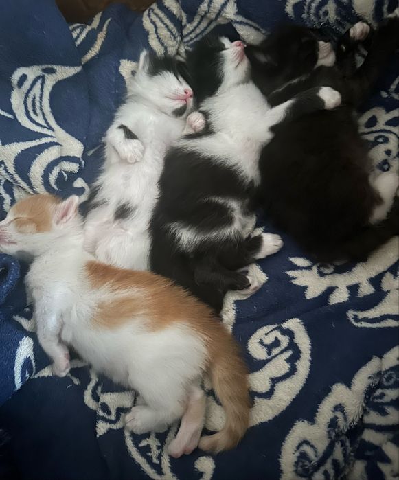 Котики в добрые руки