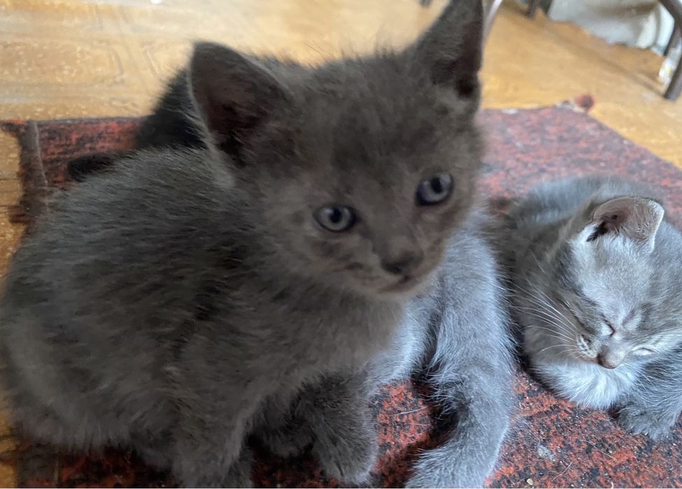 Котята в добрые руки