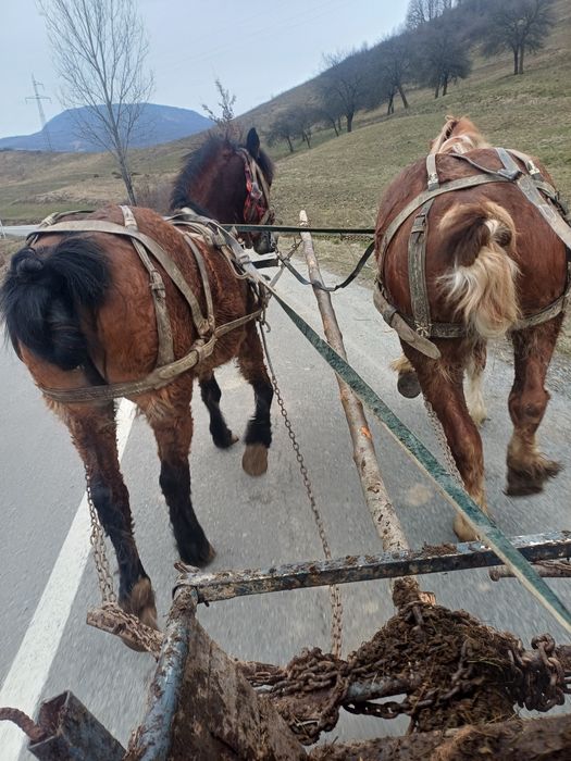 Vând iapă de 7 ani gestanta