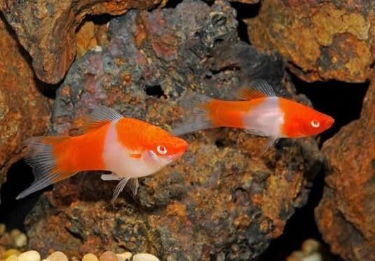 Меченосцы и пецилии