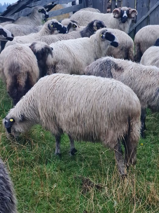 Vând optsprezece  oi și doi berbeci breji