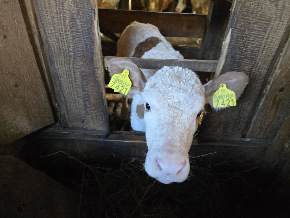 Vând două vițele Bălțată Românească