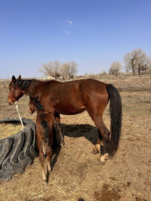 Жылкы бие сауын бие