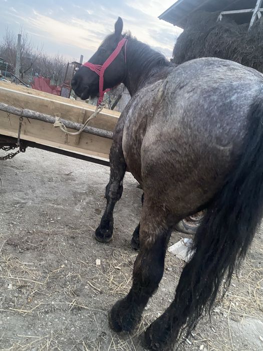 De vanzare  cal de 5 ani mai multe detali la telefon