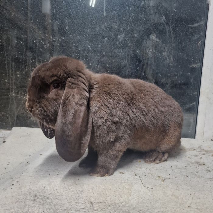 Iepuri berbec german