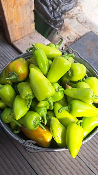 Продам болгарский перец