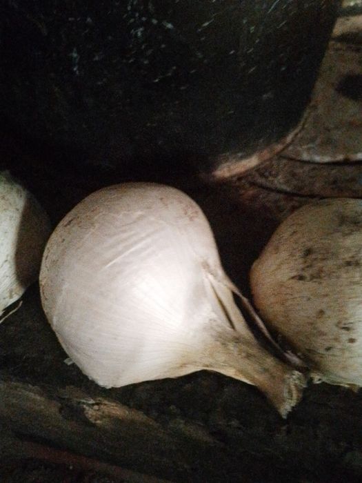 Продам лук-чеснок;Суворова;