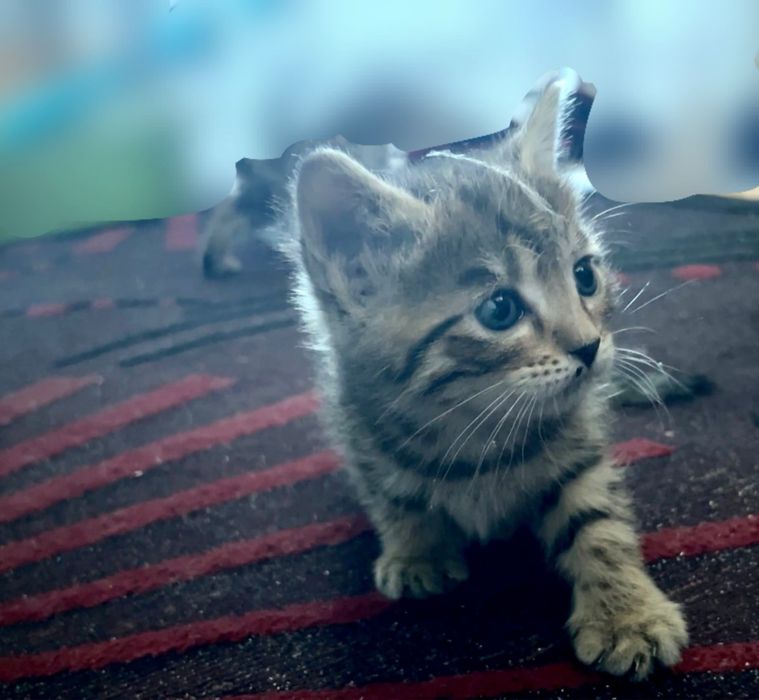 Миленький котенок