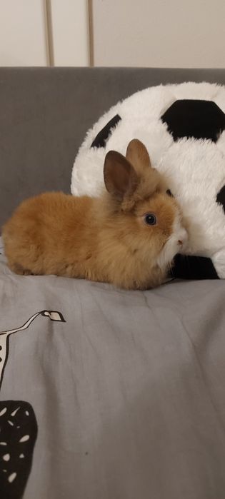 De vânzare iepurași pitici(cap de leu)