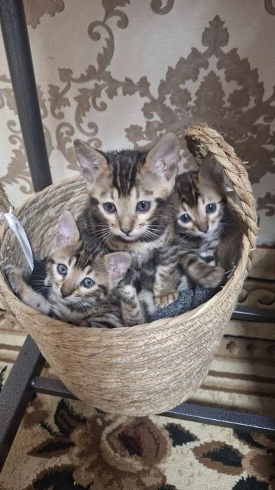 Бенгальский катята