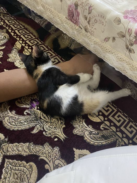 Мушук хадия киламан