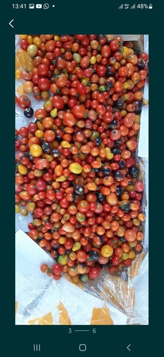 Продам помидоры свежие