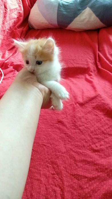 Отдам в добрые руки