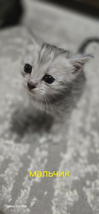 Отдам Котят в добрые руки! Бесплатно