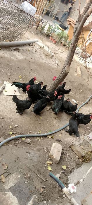 Япон кора милферлар сотилади