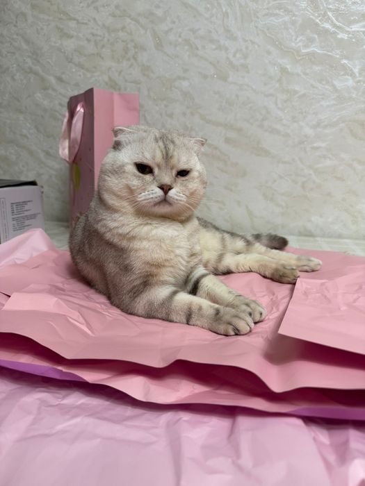 Кот ищет кошку для вязки