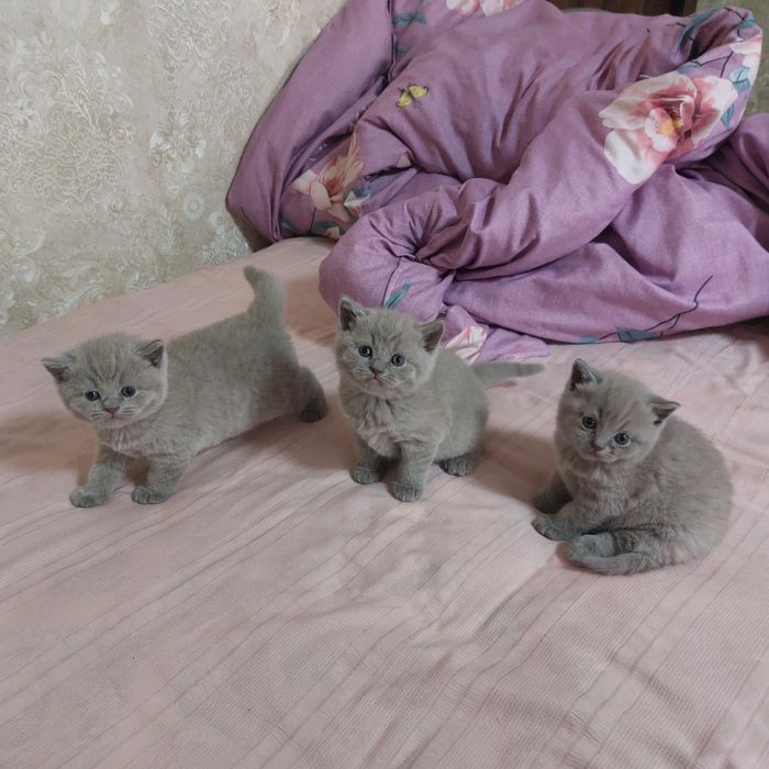 Котята шатландской пароды лиловый окрас открыта бронирование