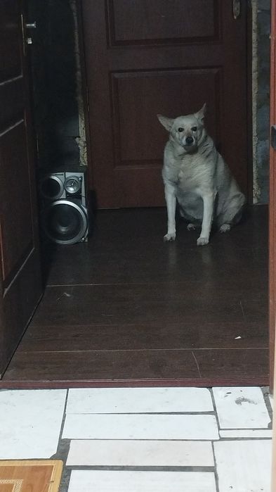 Ищу новых хозяев