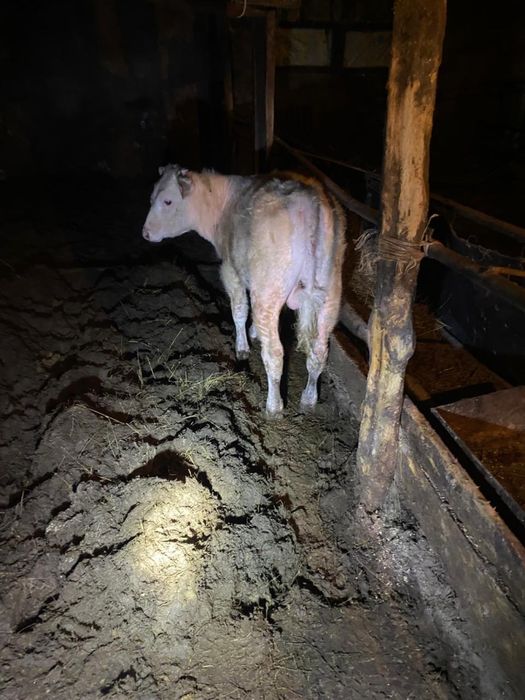 Бык / Бука на откорме