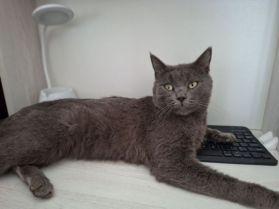 кошечка домашняя только в хорошие руки