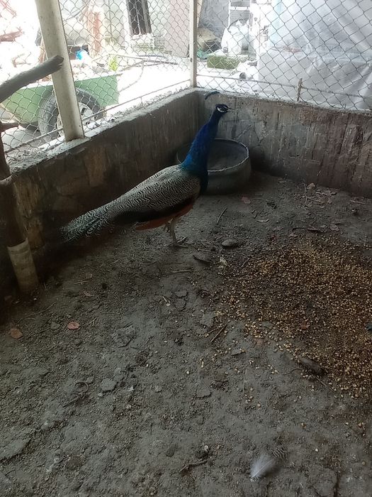 Авлак,,Императорский,, павлины взрослые,1 самец и 4 самки