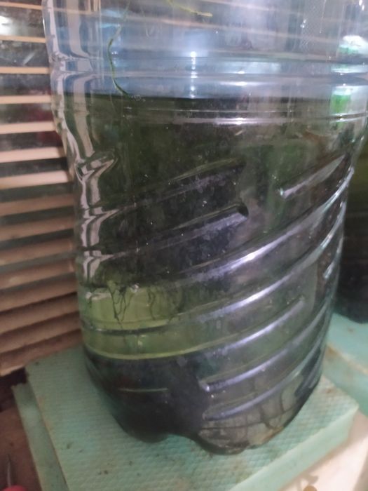 Явански мъх за Аквариум