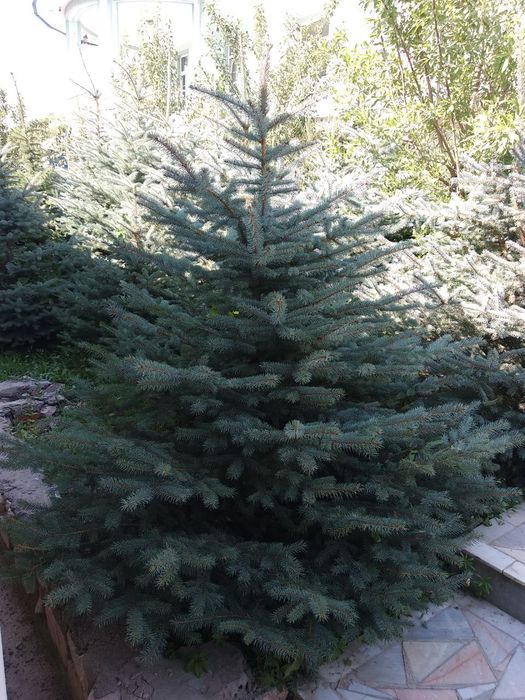 Ёлки России ( ел ) арча