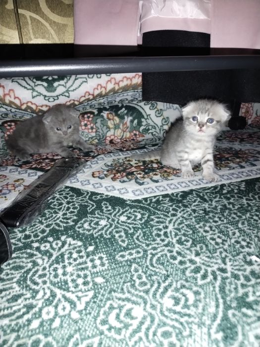 Скоттиш фолд кошечки три девочки один светлый самый мальчик оптом