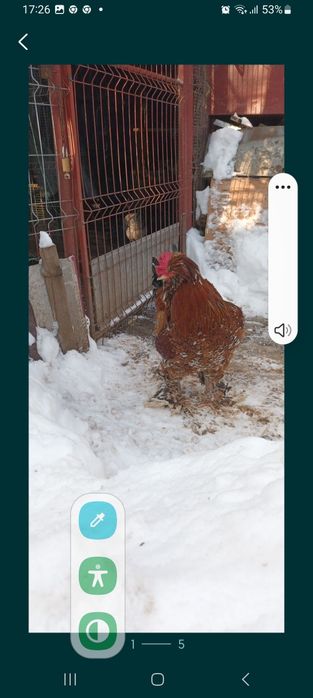 Vand oua pentru incubat de Strumski