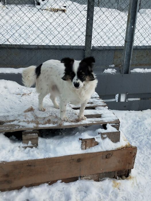 собачку-девочку отдадим в добрые руки