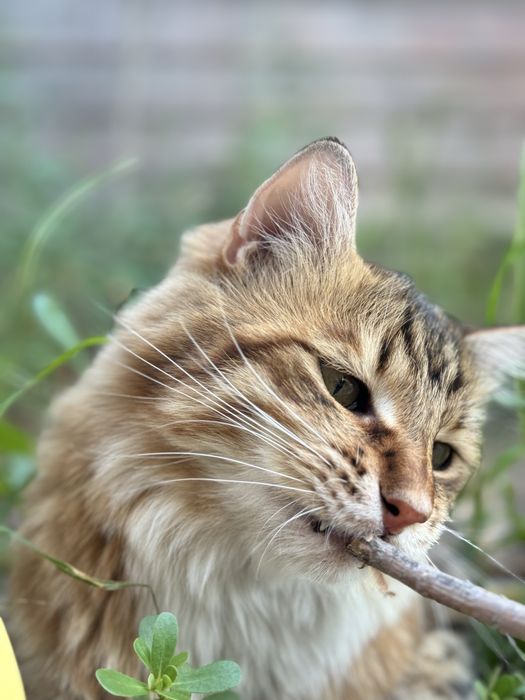 На пристройство молодой котик