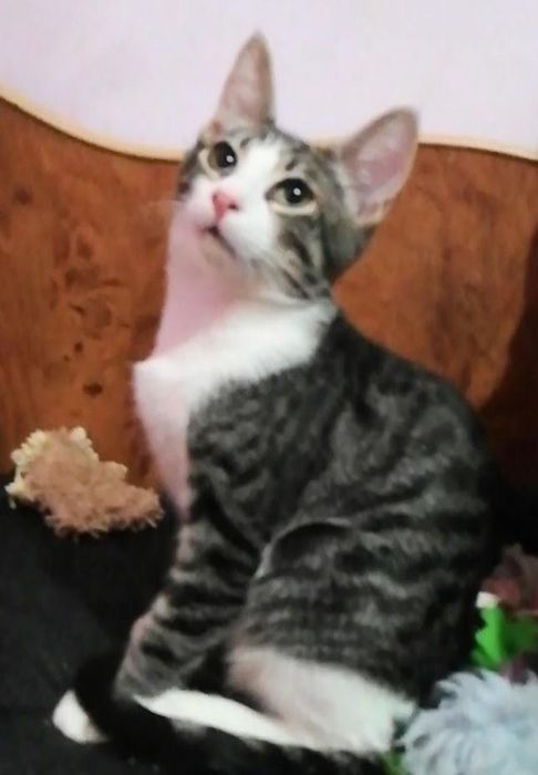 Metisi British Shorthair pui, gratuit