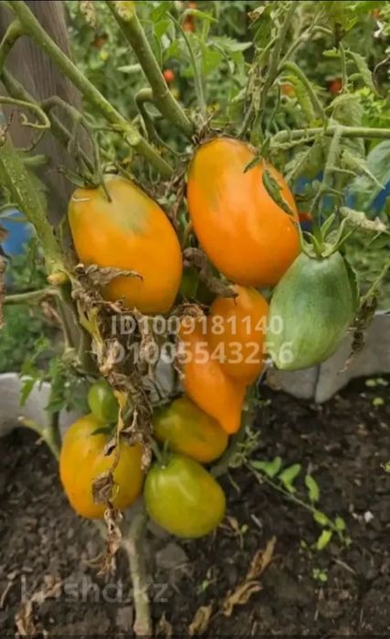 Продам дом.  Сад Яблонька