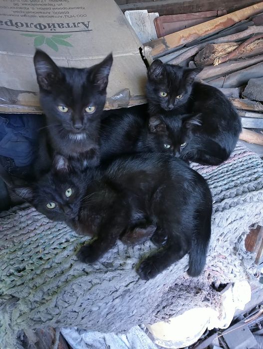 Котята отдам в хорошие руки