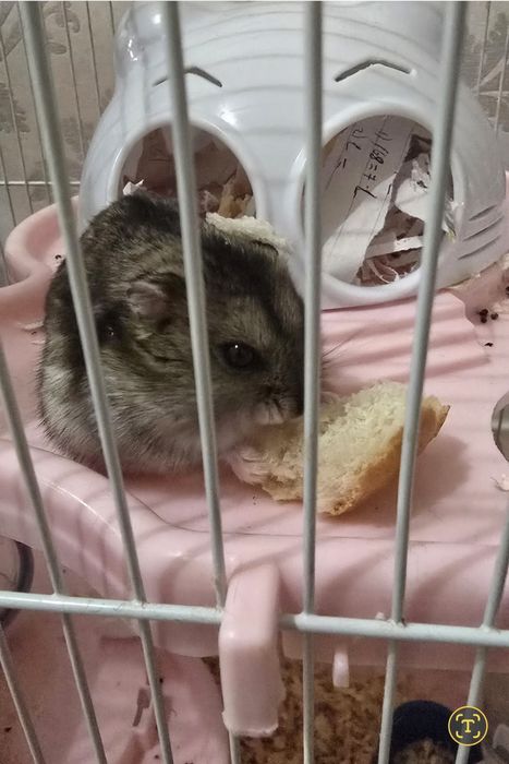 Хомячок очень забавный